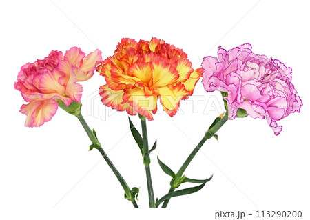 【カーネーション】 (深度合成) 113290200