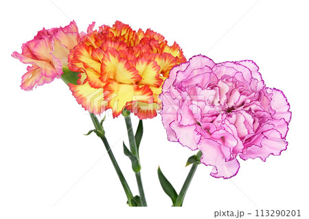 【カーネーション】 (深度合成) 113290201