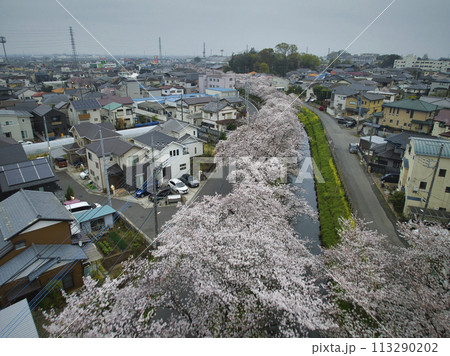 小江戸川越桜の名所　新河岸川　埼玉県川越市（ドローンによる空撮） 113290202