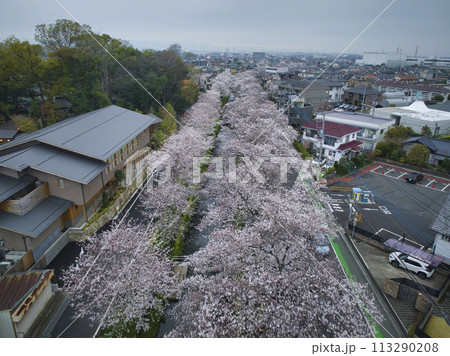 小江戸川越桜の名所　新河岸川と氷川神社　埼玉県川越市（ドローンによる空撮） 113290208