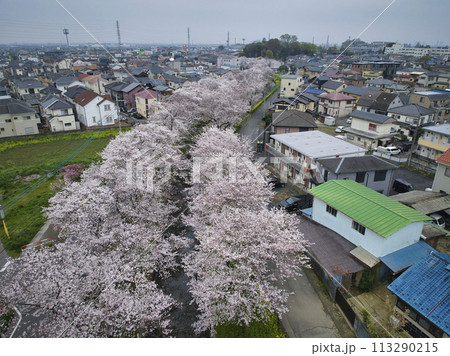 小江戸川越桜の名所 新河岸川 埼玉県川越市(ドローンによる空撮) 小江戸川越桜の名所 新河岸川 埼玉県川越市(ドローンによる空撮) 113290215