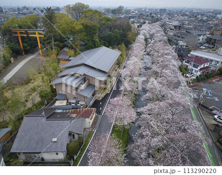 小江戸川越桜の名所　新河岸川と氷川神社　埼玉県川越市（ドローンによる空撮） 113290220
