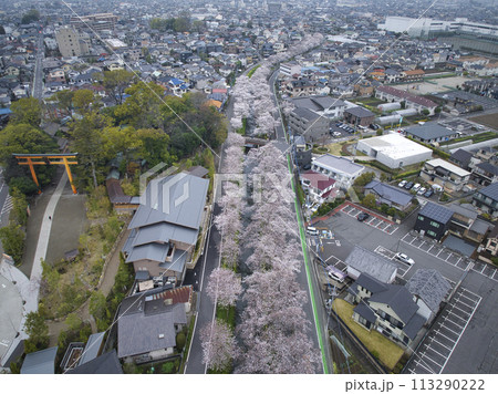 小江戸川越桜の名所　新河岸川と氷川神社　埼玉県川越市（ドローンによる空撮） 113290222