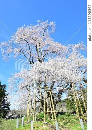 戸津辺の桜 113290366