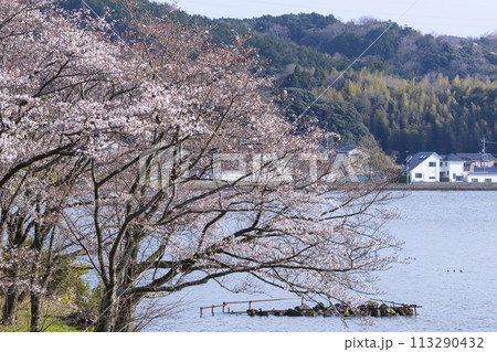 桜咲く春の公園の風景 鳥取県 青島 113290432