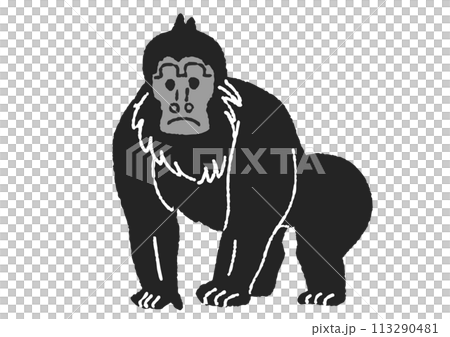 Gorilla illustration Gorilla illustration 113290481