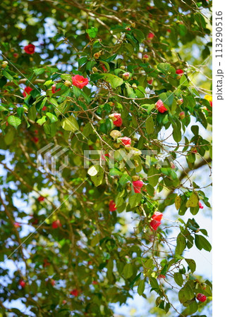 京都・恭仁京の椿の大木 京都・恭仁京の椿の大木 113290516