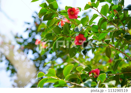 京都・恭仁京の椿の大木 113290519