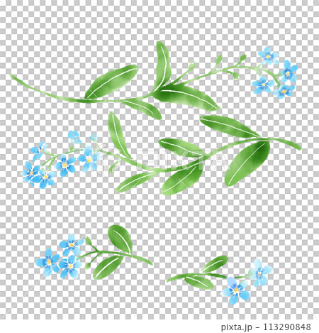 Watercolor forget-me-not decoration material Watercolor forget-me-not decoration material 113290848