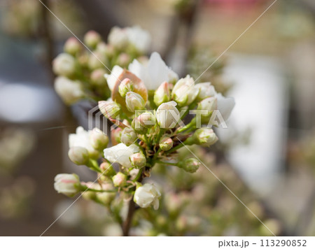 Japanese pear blossoms on tree in orchard. Japanese pear blossoms on tree in orchard. 113290852
