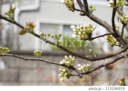 Japanese pear blossoms on tree in orchard. 113290859