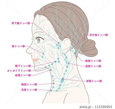 女性　横顔　首　リンパ節（緑色）　名称あり 113290903
