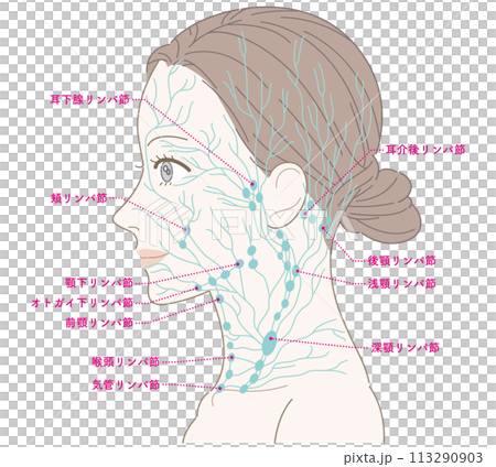 女性　横顔　首　リンパ節（緑色）　名称あり 113290903