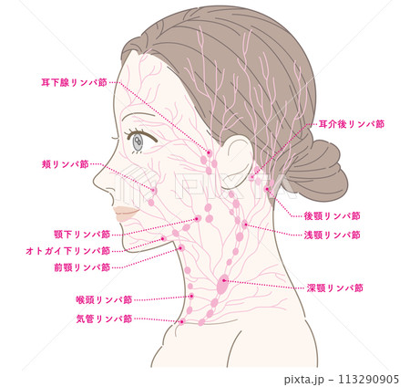 女性　横顔　首　リンパ節（ピンク色）　名称あり 113290905