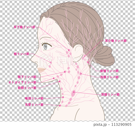 女性　横顔　首　リンパ節（ピンク色）　名称あり 113290905