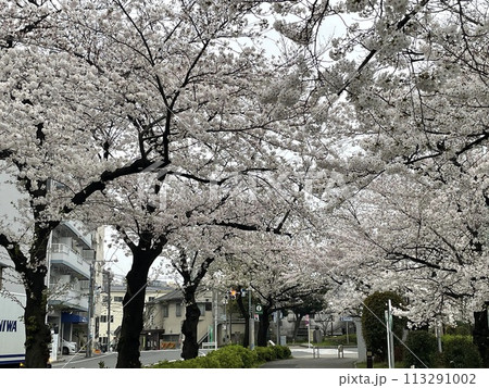 隅田川の桜のある風景 113291002