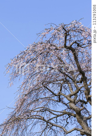 咲き始めの枝垂桜の花 シダレザクラ 咲き始めの枝垂桜の花 シダレザクラ 113291008