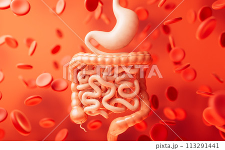 Stomach and intestinal tract, 3d rendering. 113291441