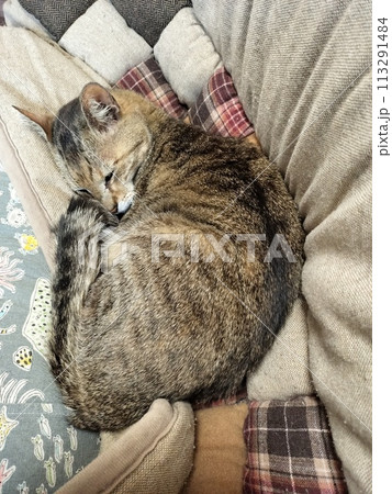 猫 ネコ 猫 ネコ 113291484
