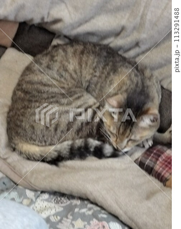 猫　ネコ　 113291488