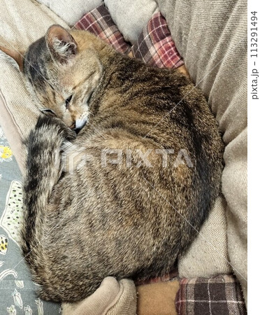 猫 ネコ 猫 ネコ 113291494