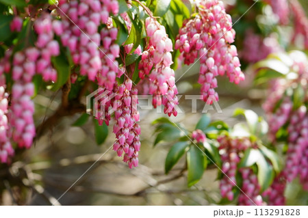 早春の花・馬酔木のすずなりの大きな房 113291828