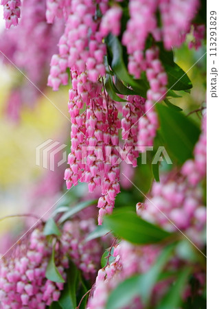 早春の花・馬酔木のすずなりの大きな房 113291829