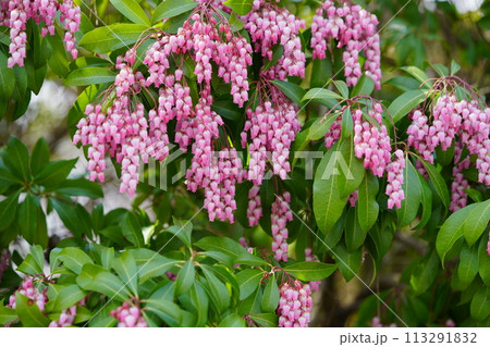 早春の花・馬酔木のすずなりの大きな房 113291832