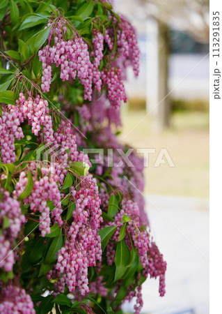 早春の花・馬酔木のすずなりの大きな房 113291835