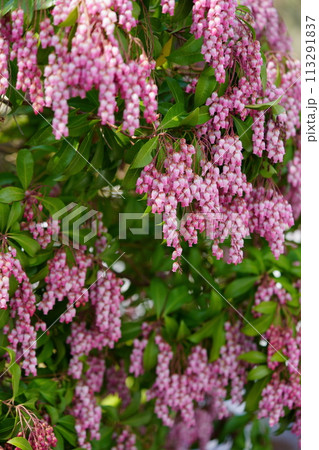 早春の花・馬酔木のすずなりの大きな房 113291837