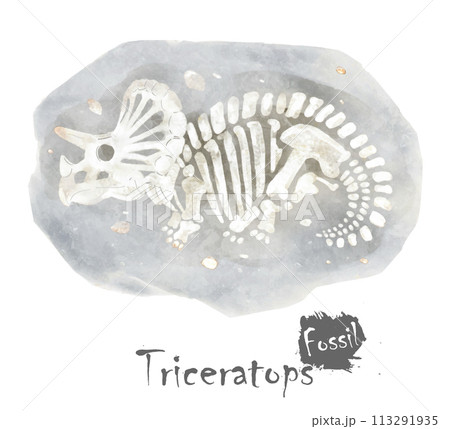 Fossil of Triceratops dinosaur in rock . Watercolor paint design . Vector . 113291935