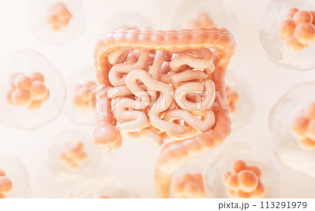 Intestinal tract with digestive health concept, 3d rendering. Intestinal tract with digestive health concept, 3d rendering. 113291979