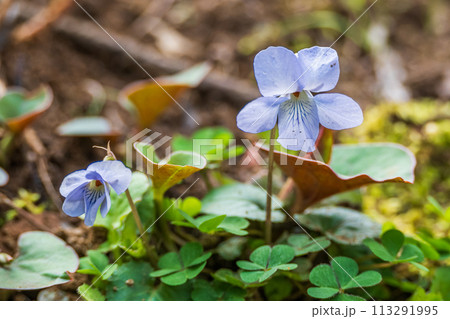 春の訪れ薄紫のスミレの花 春の訪れ薄紫のスミレの花 113291995