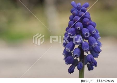 早春の庭先に咲く紫色のムスカリの花 早春の庭先に咲く紫色のムスカリの花 113292039