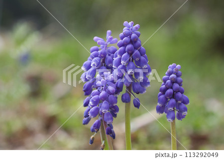 早春の庭先に咲く紫色のムスカリの花 113292049