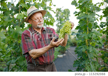 Farmer with straw hat holding bunch of green grapes in hands standing in orchard suring harvest in late summer time. Senior farmer harvesting grapes. Man wearing red plaid t-shirt and eyeglasses. 113292088