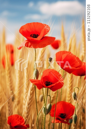 Red poppies flowers in the field 113292108