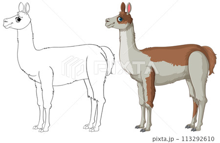 Llama Illustration in Line and Color 113292610