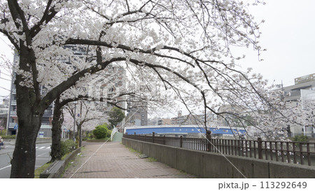 川沿いに咲く桜（神奈川県横浜市大岡川） 113292649