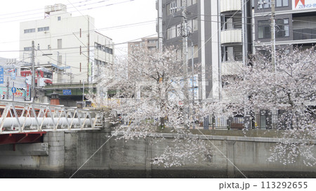 川沿いに咲く桜(神奈川県横浜市大岡川) 川沿いに咲く桜(神奈川県横浜市大岡川) 113292655