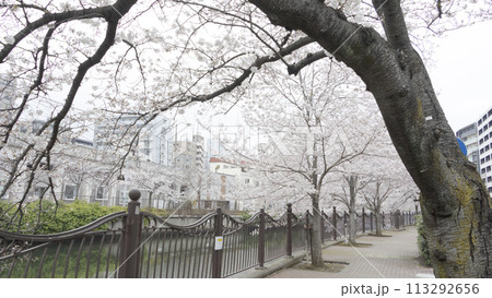 川沿いに咲く桜（神奈川県横浜市大岡川） 113292656