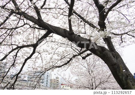 川沿いに咲く桜(神奈川県横浜市大岡川) 川沿いに咲く桜(神奈川県横浜市大岡川) 113292657