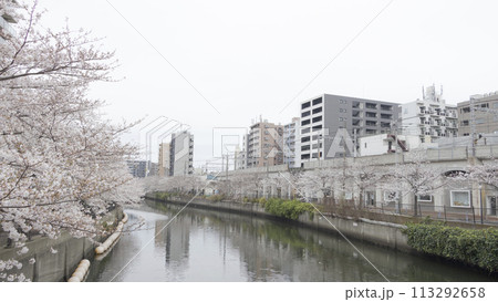 川沿いに咲く桜(神奈川県横浜市大岡川) 川沿いに咲く桜(神奈川県横浜市大岡川) 113292658