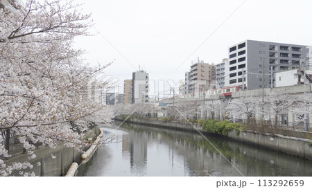 川沿いに咲く桜(神奈川県横浜市大岡川) 川沿いに咲く桜(神奈川県横浜市大岡川) 113292659