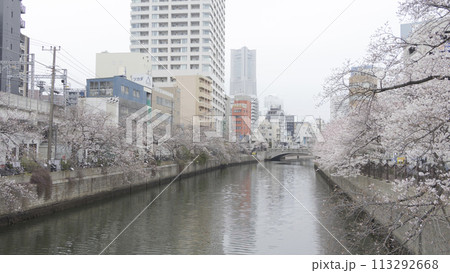 川沿いに咲く桜(神奈川県横浜市大岡川) 川沿いに咲く桜(神奈川県横浜市大岡川) 113292668