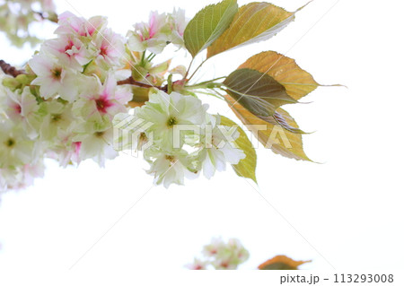 満開の八重桜(鬱金)のクローズアップ 【白背景】 【空背景】 満開の八重桜(鬱金)のクローズアップ 【白背景】 【空背景】 113293008