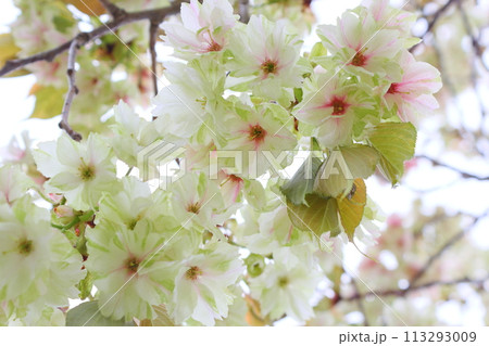 満開の八重桜(鬱金)のクローズアップ 【白背景】 【空背景】 満開の八重桜(鬱金)のクローズアップ 【白背景】 【空背景】 113293009