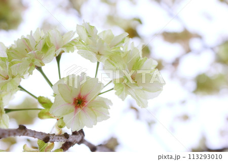 満開の八重桜(鬱金)のクローズアップ 【白背景】 【空背景】 満開の八重桜(鬱金)のクローズアップ 【白背景】 【空背景】 113293010