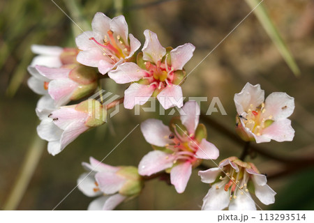 淡紅色のグラデーションが美しいナガバユキノシタの花たち(自然光+ストロボ、マクロ接写撮影) 淡紅色のグラデーションが美しいナガバユキノシタの花たち(自然光+ストロボ、マクロ接写撮影) 113293514