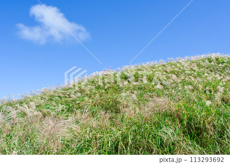 景色 風景 鶏冠 113293692